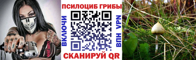 Купить  Звенигород  Псилоцибиновые грибы GOLDEN TEACHER 